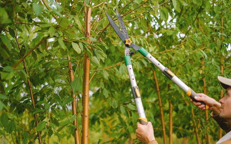 Tree trimming in Morocco, IN