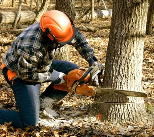 Tree Removal in Morocco, IN